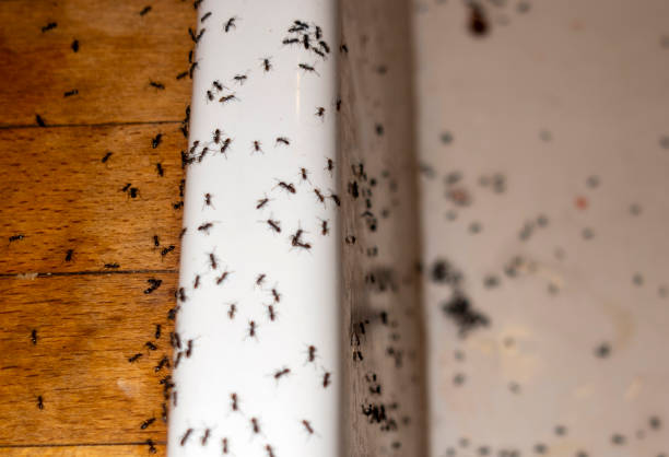 Best Pest Control for Homes  in Clton, IN