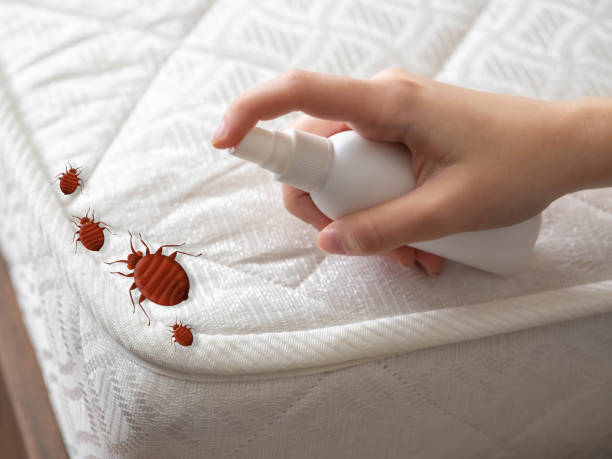 Best Affordable Pest Control Services  in Clton, IN